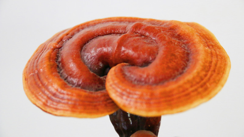 銀川伊百盛生物工程有限公司 銀川伊百盛生物工程有限公司