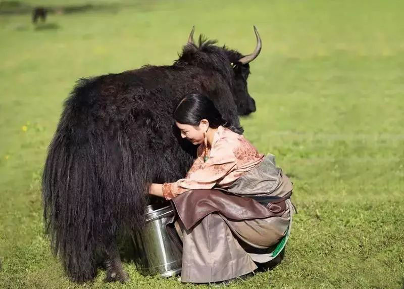 銀川伊百盛生物工程有限公司 銀川伊百盛生物工程有限公司