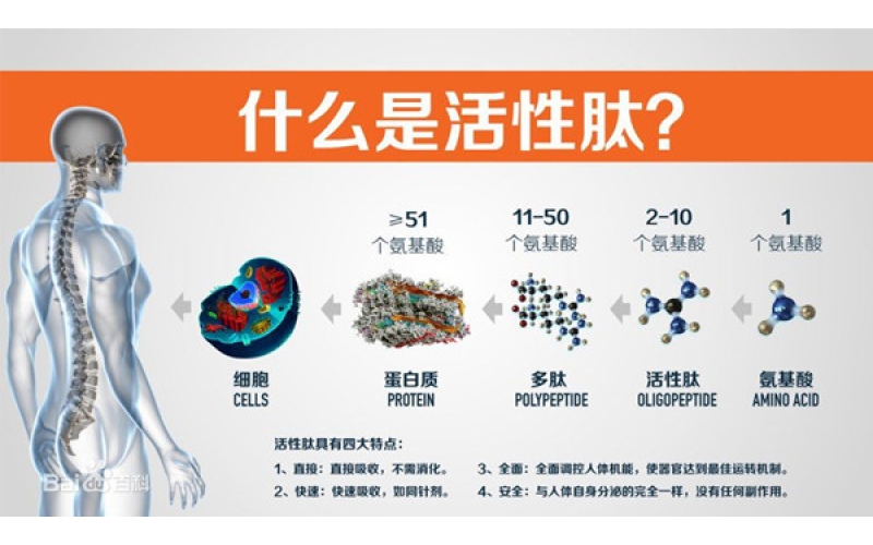 肽，對(duì)身體的十大益處