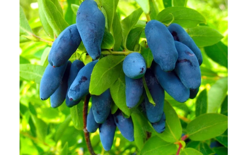 藍(lán)靛果的營養(yǎng)價(jià)值---- 摘自百度百科