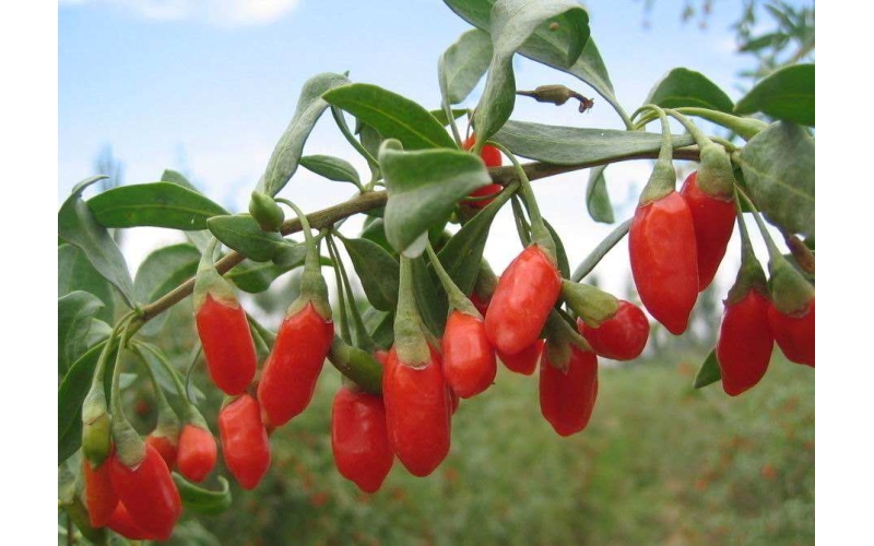 枸杞的分類，什么是枸杞原漿？